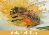 Apis Mellifica