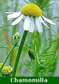 Chamomilla